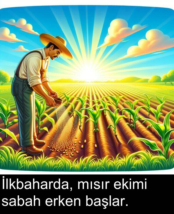 sabah: İlkbaharda, mısır ekimi sabah erken başlar.