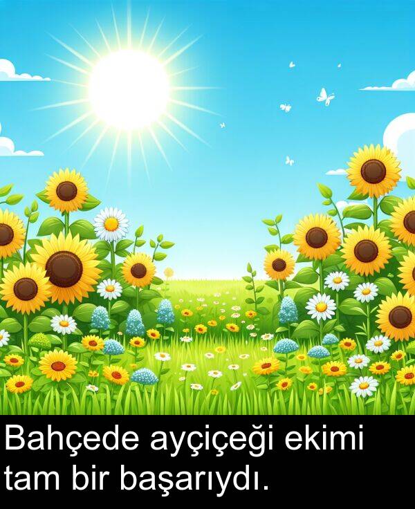 başarıydı: Bahçede ayçiçeği ekimi tam bir başarıydı.