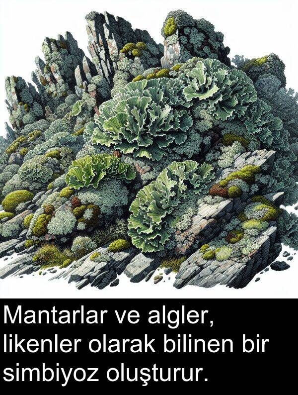 simbiyoz: Mantarlar ve algler, likenler olarak bilinen bir simbiyoz oluşturur.