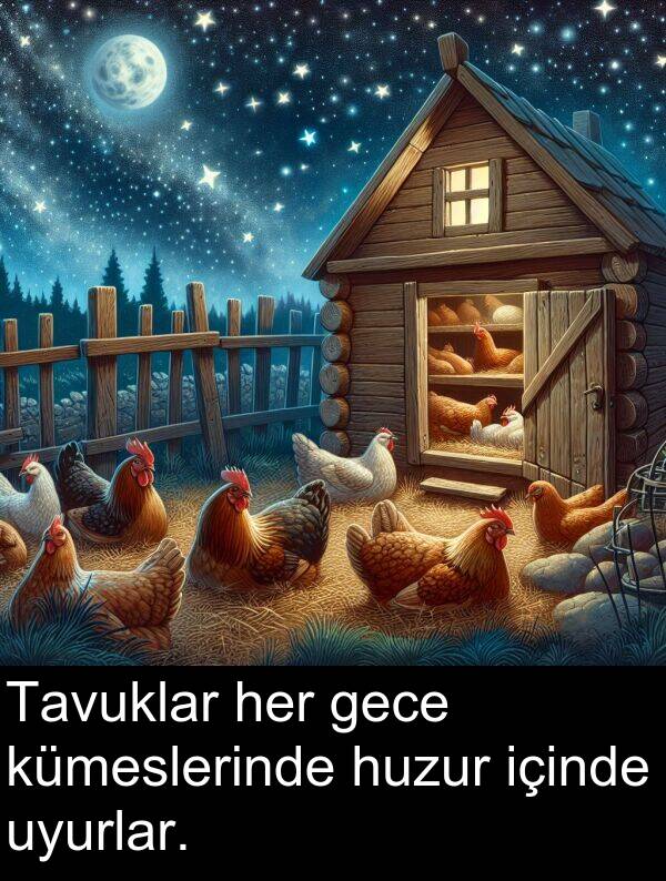 gece: Tavuklar her gece kümeslerinde huzur içinde uyurlar.