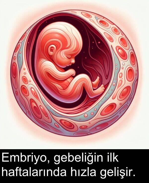 gelişir: Embriyo, gebeliğin ilk haftalarında hızla gelişir.