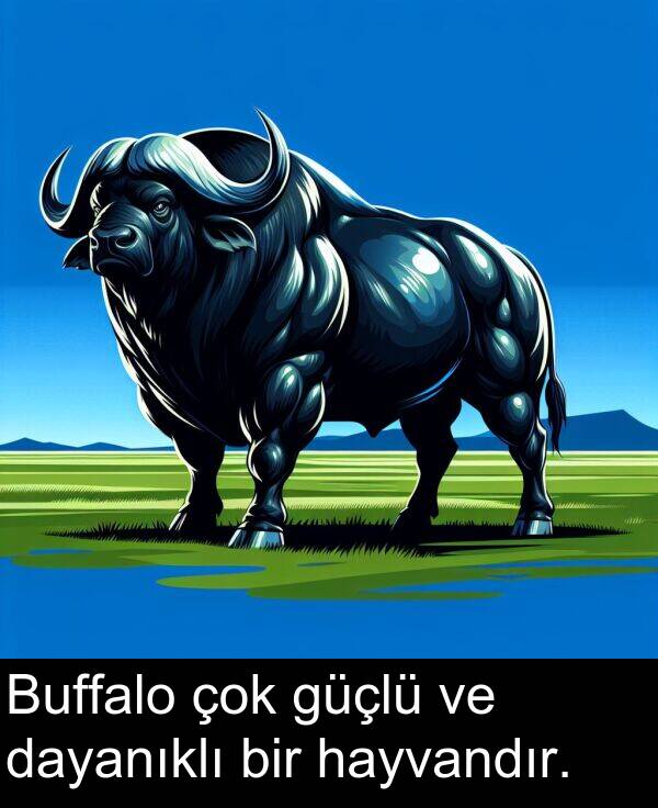 hayvandır: Buffalo çok güçlü ve dayanıklı bir hayvandır.