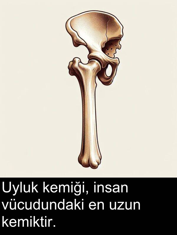 vücudundaki: Uyluk kemiği, insan vücudundaki en uzun kemiktir.