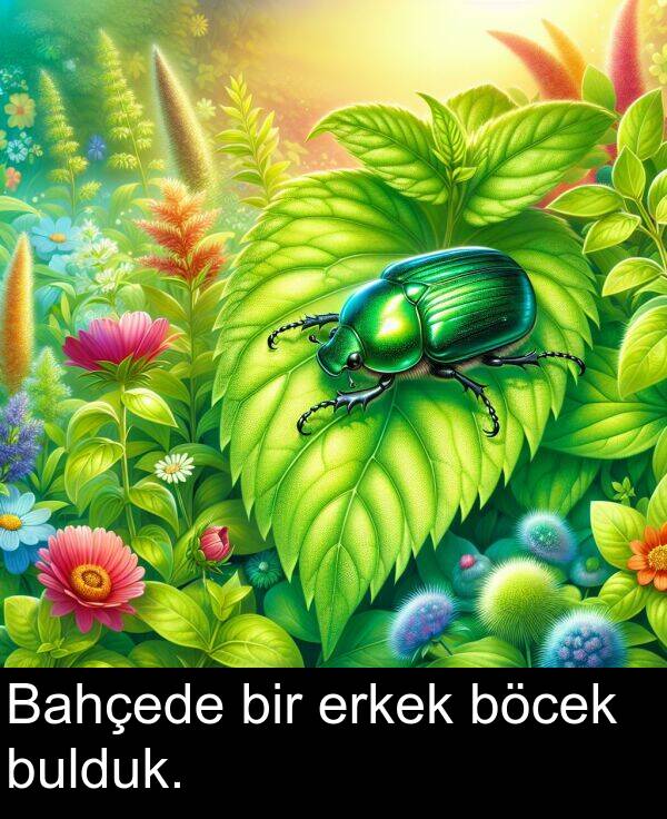 böcek: Bahçede bir erkek böcek bulduk.