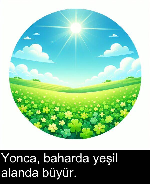 baharda: Yonca, baharda yeşil alanda büyür.