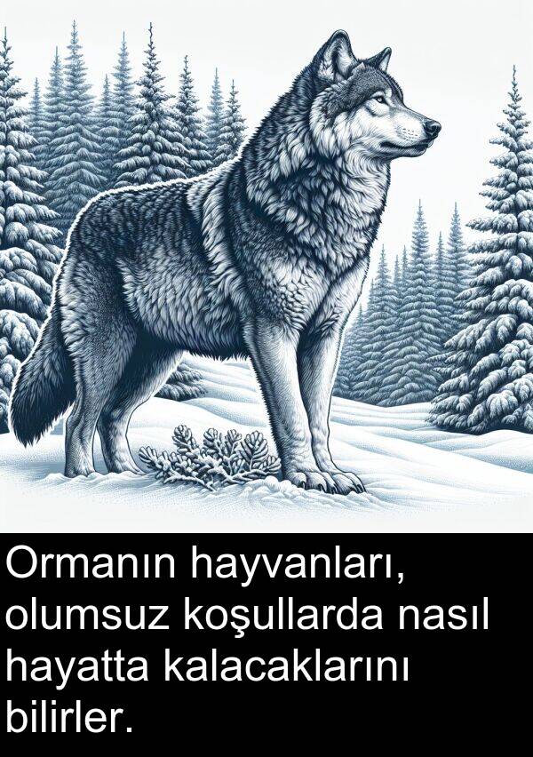 nasıl: Ormanın hayvanları, olumsuz koşullarda nasıl hayatta kalacaklarını bilirler.
