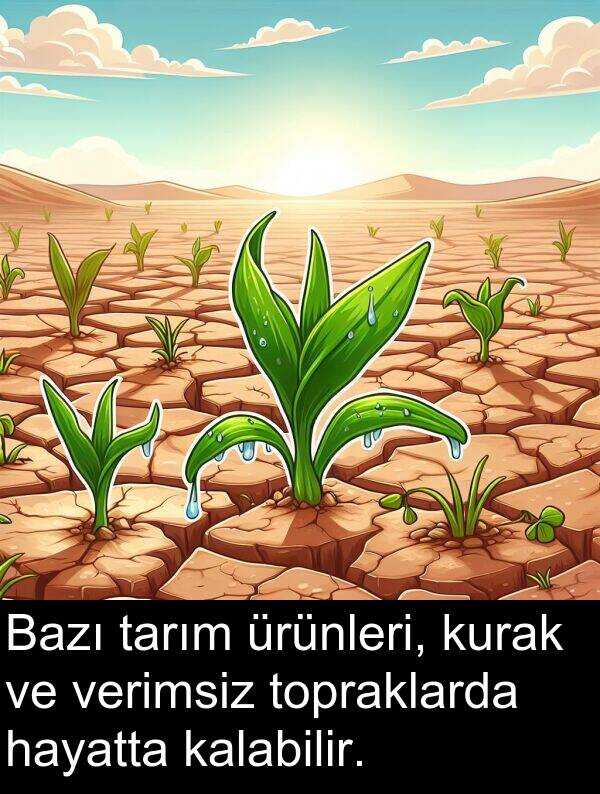 verimsiz: Bazı tarım ürünleri, kurak ve verimsiz topraklarda hayatta kalabilir.