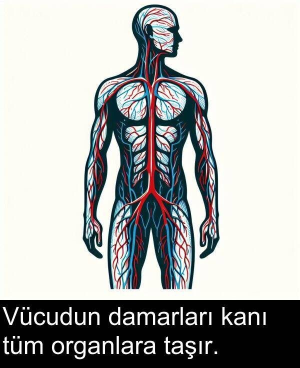 kanı: Vücudun damarları kanı tüm organlara taşır.