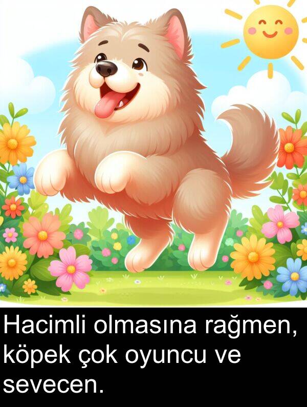 rağmen: Hacimli olmasına rağmen, köpek çok oyuncu ve sevecen.
