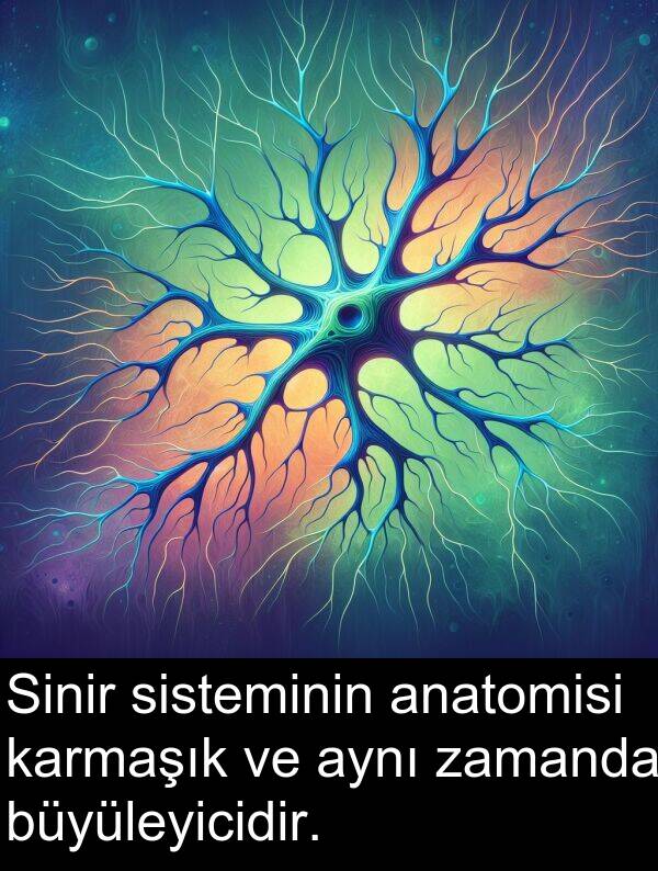 büyüleyicidir: Sinir sisteminin anatomisi karmaşık ve aynı zamanda büyüleyicidir.