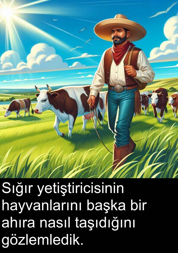 nasıl: Sığır yetiştiricisinin hayvanlarını başka bir ahıra nasıl taşıdığını gözlemledik.