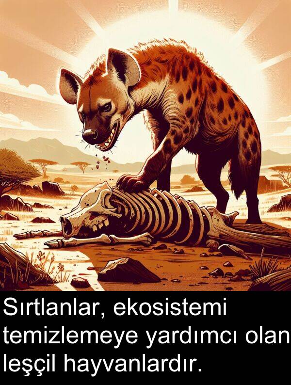 yardımcı: Sırtlanlar, ekosistemi temizlemeye yardımcı olan leşçil hayvanlardır.