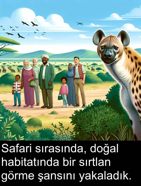 yakaladık: Safari sırasında, doğal habitatında bir sırtlan görme şansını yakaladık.