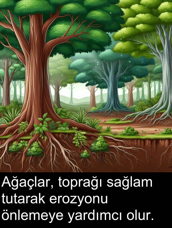 sağlam: Ağaçlar, toprağı sağlam tutarak erozyonu önlemeye yardımcı olur.