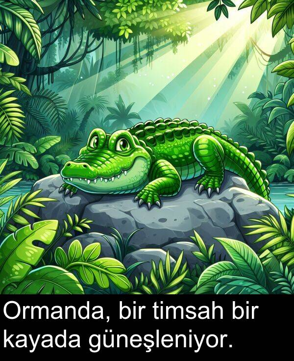kayada: Ormanda, bir timsah bir kayada güneşleniyor.