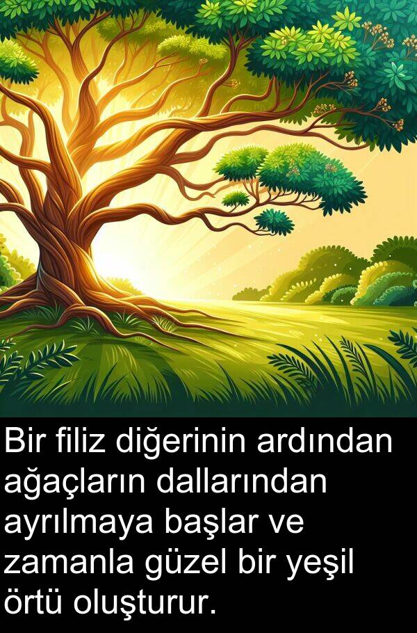 filiz: Bir filiz diğerinin ardından ağaçların dallarından ayrılmaya başlar ve zamanla güzel bir yeşil örtü oluşturur.