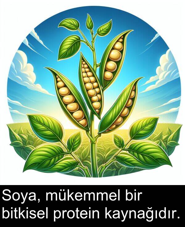 bitkisel: Soya, mükemmel bir bitkisel protein kaynağıdır.