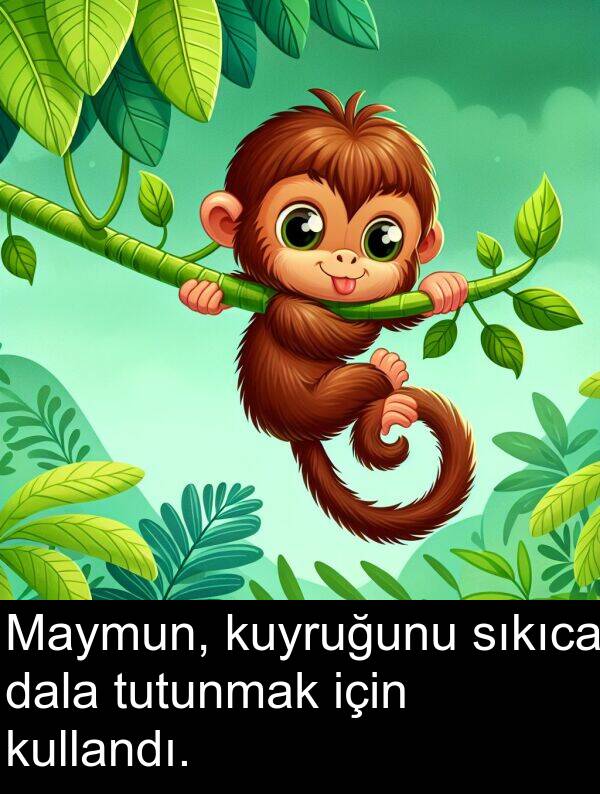 kullandı: Maymun, kuyruğunu sıkıca dala tutunmak için kullandı.