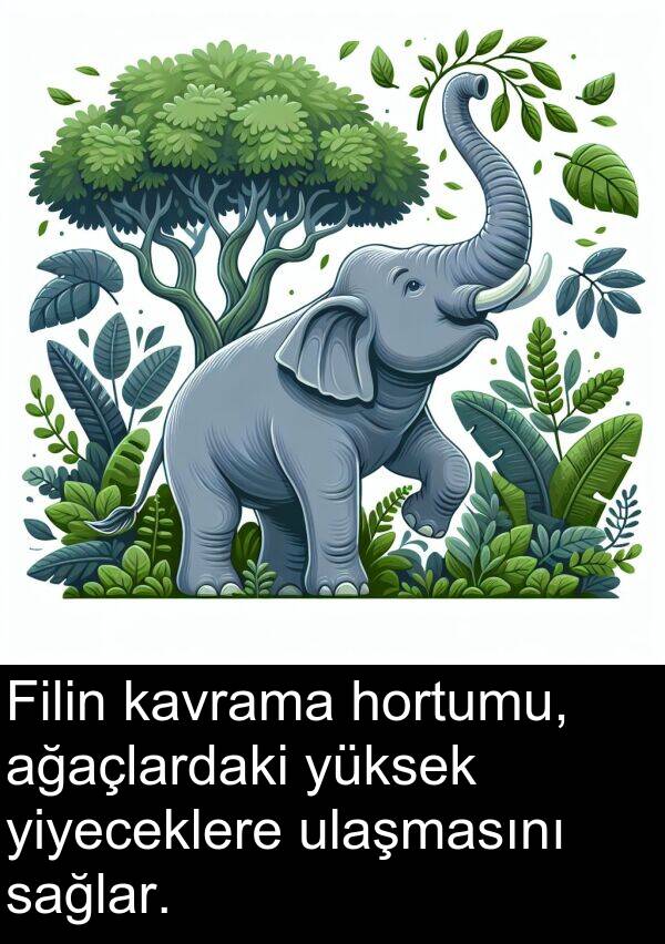 sağlar: Filin kavrama hortumu, ağaçlardaki yüksek yiyeceklere ulaşmasını sağlar.