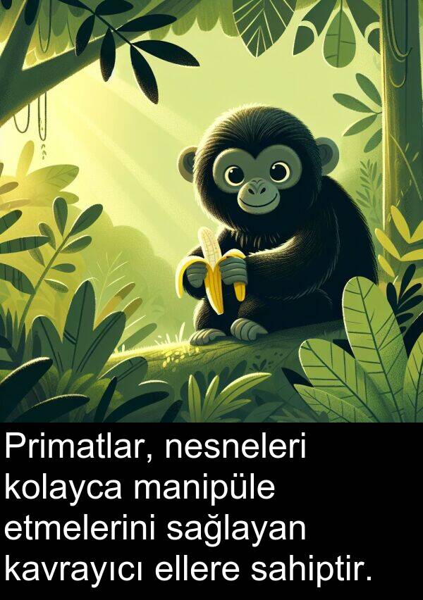 nesneleri: Primatlar, nesneleri kolayca manipüle etmelerini sağlayan kavrayıcı ellere sahiptir.
