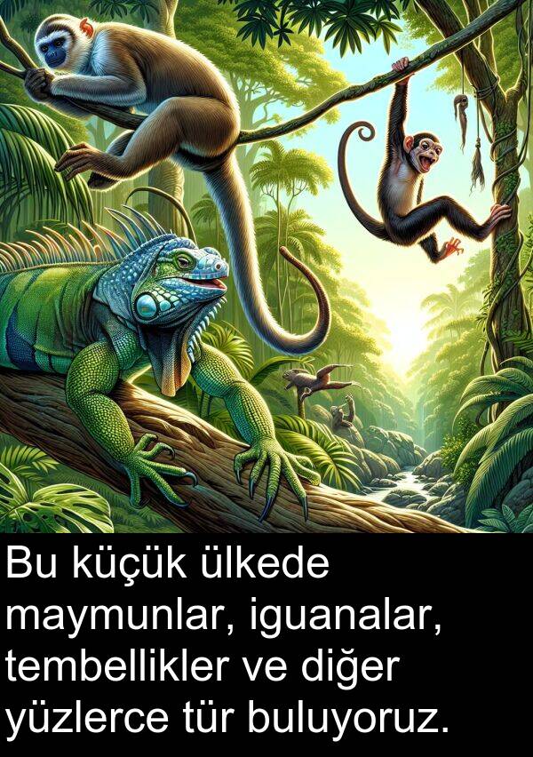 iguanalar: Bu küçük ülkede maymunlar, iguanalar, tembellikler ve diğer yüzlerce tür buluyoruz.