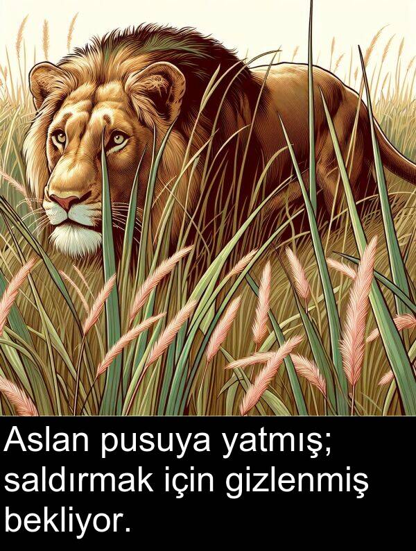 gizlenmiş: Aslan pusuya yatmış; saldırmak için gizlenmiş bekliyor.
