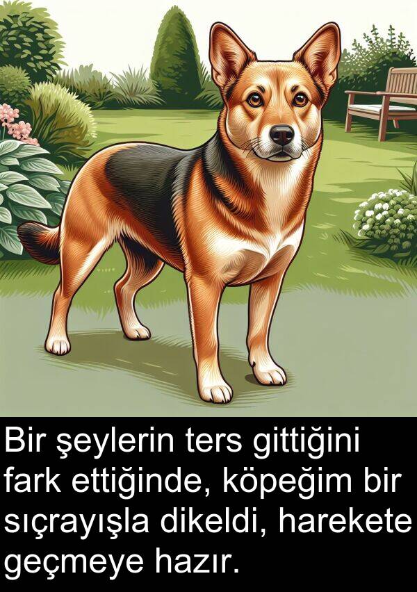 fark: Bir şeylerin ters gittiğini fark ettiğinde, köpeğim bir sıçrayışla dikeldi, harekete geçmeye hazır.