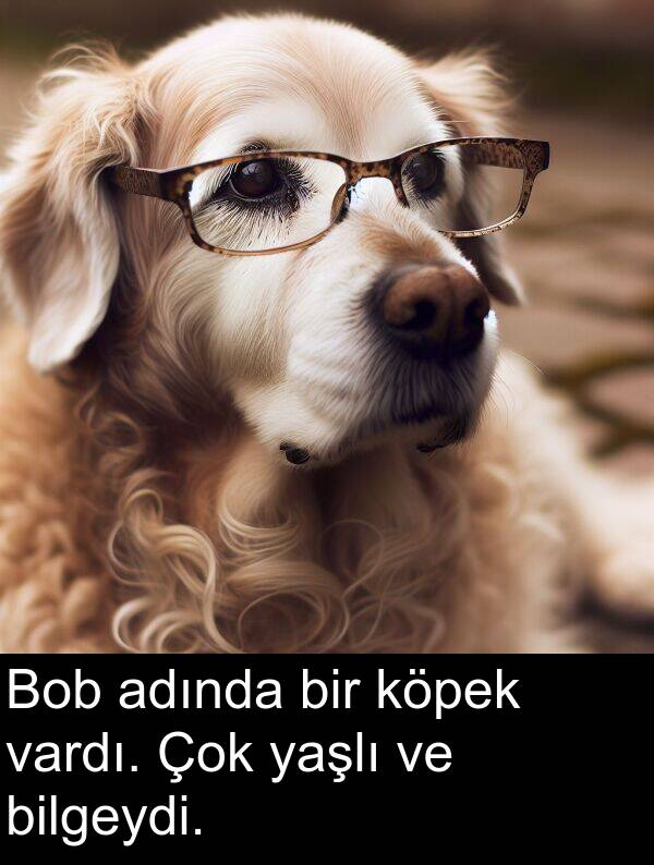 adında: Bob adında bir köpek vardı. Çok yaşlı ve bilgeydi.
