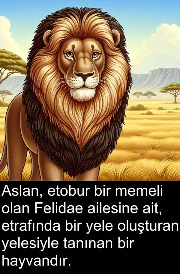ailesine: Aslan, etobur bir memeli olan Felidae ailesine ait, etrafında bir yele oluşturan yelesiyle tanınan bir hayvandır.