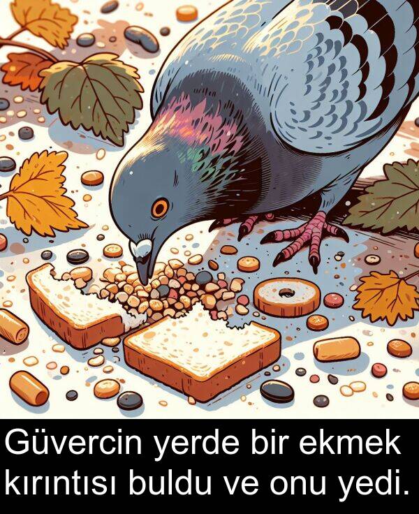 ekmek: Güvercin yerde bir ekmek kırıntısı buldu ve onu yedi.