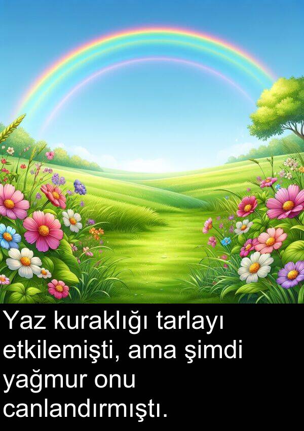 yağmur: Yaz kuraklığı tarlayı etkilemişti, ama şimdi yağmur onu canlandırmıştı.