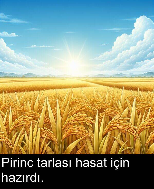hasat: Pirinc tarlası hasat için hazırdı.
