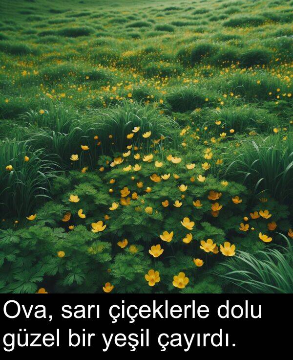 sarı: Ova, sarı çiçeklerle dolu güzel bir yeşil çayırdı.