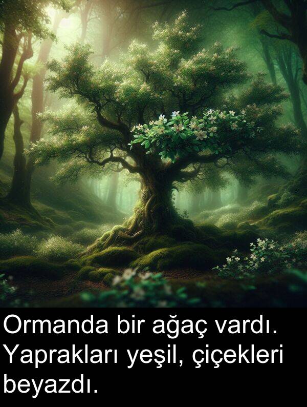 ağaç: Ormanda bir ağaç vardı. Yaprakları yeşil, çiçekleri beyazdı.