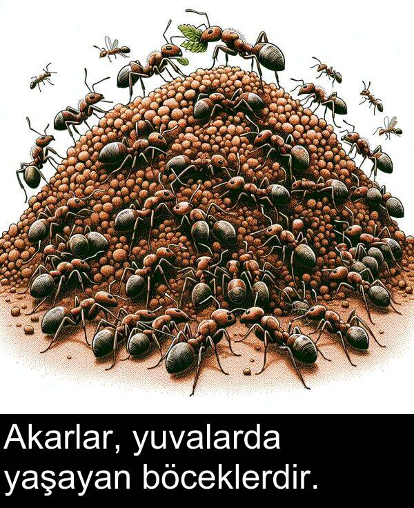 yaşayan: Akarlar, yuvalarda yaşayan böceklerdir.