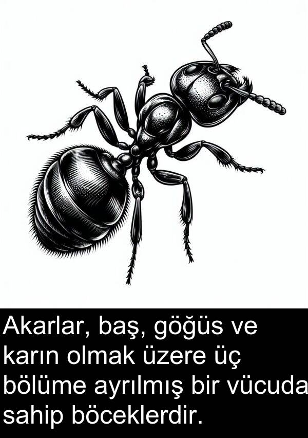 vücuda: Akarlar, baş, göğüs ve karın olmak üzere üç bölüme ayrılmış bir vücuda sahip böceklerdir.