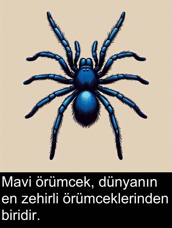 zehirli: Mavi örümcek, dünyanın en zehirli örümceklerinden biridir.