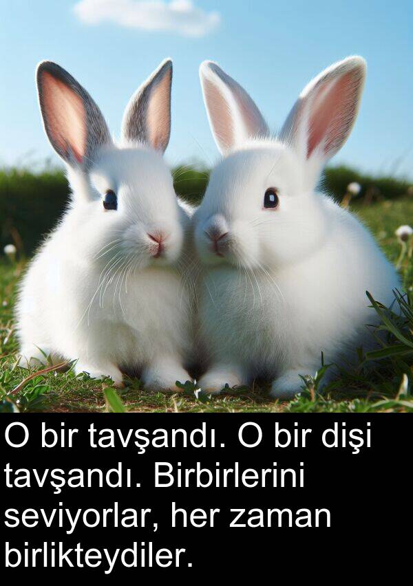 seviyorlar: O bir tavşandı. O bir dişi tavşandı. Birbirlerini seviyorlar, her zaman birlikteydiler.