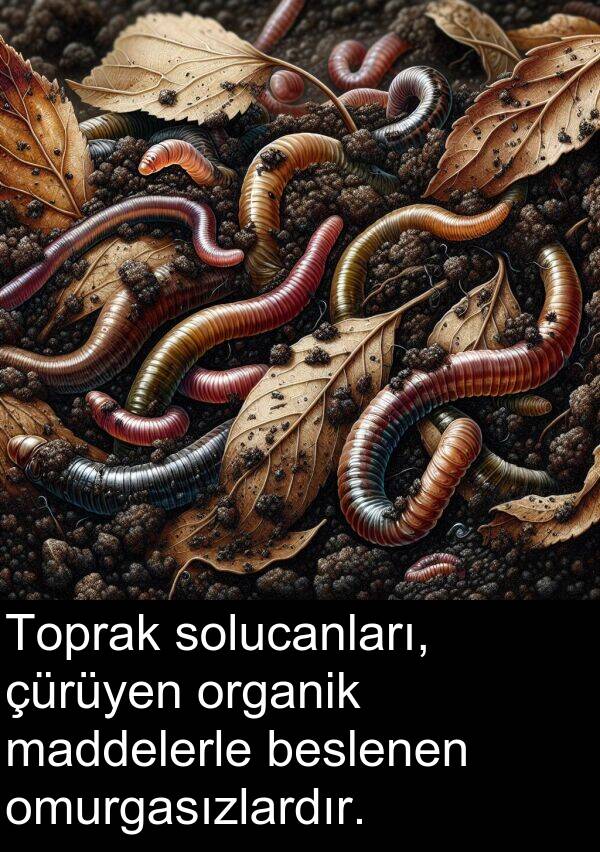 beslenen: Toprak solucanları, çürüyen organik maddelerle beslenen omurgasızlardır.