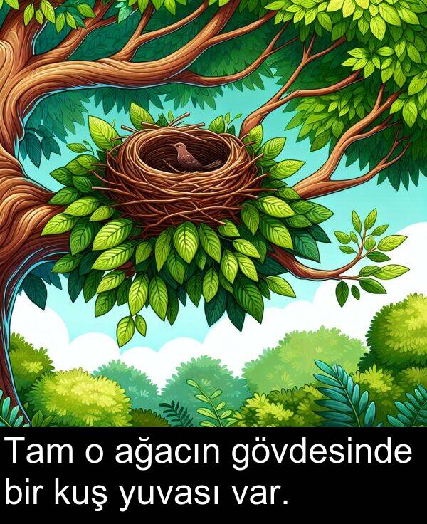 ağacın: Tam o ağacın gövdesinde bir kuş yuvası var.