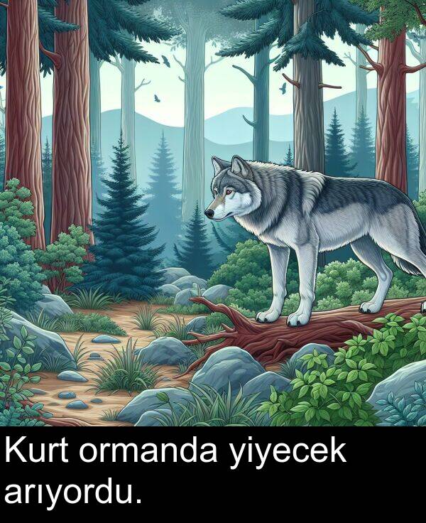 arıyordu: Kurt ormanda yiyecek arıyordu.