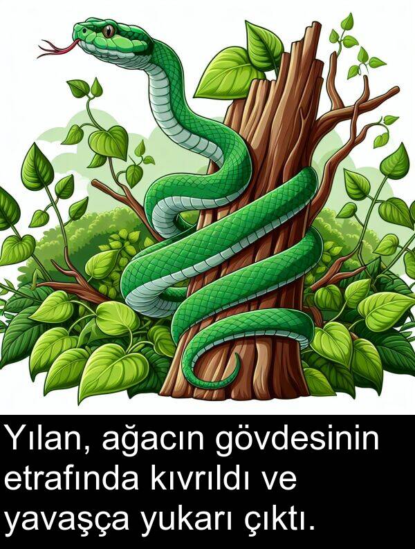 ağacın: Yılan, ağacın gövdesinin etrafında kıvrıldı ve yavaşça yukarı çıktı.