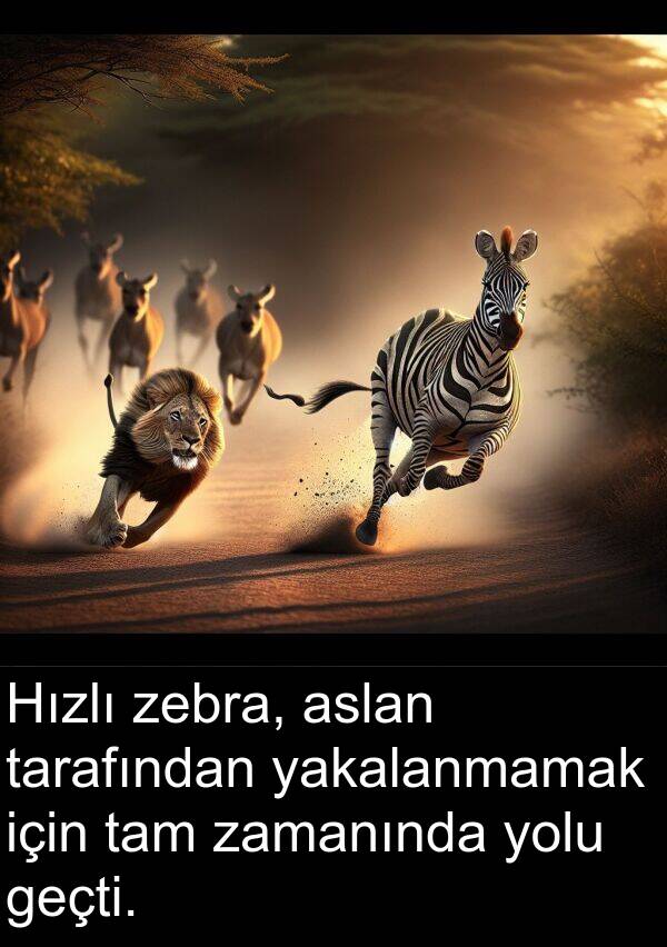 geçti: Hızlı zebra, aslan tarafından yakalanmamak için tam zamanında yolu geçti.