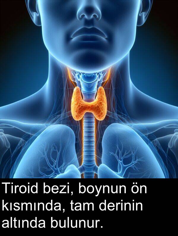 bezi: Tiroid bezi, boynun ön kısmında, tam derinin altında bulunur.