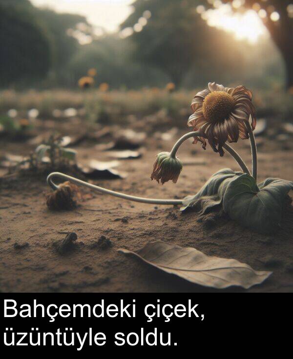 çiçek: Bahçemdeki çiçek, üzüntüyle soldu.