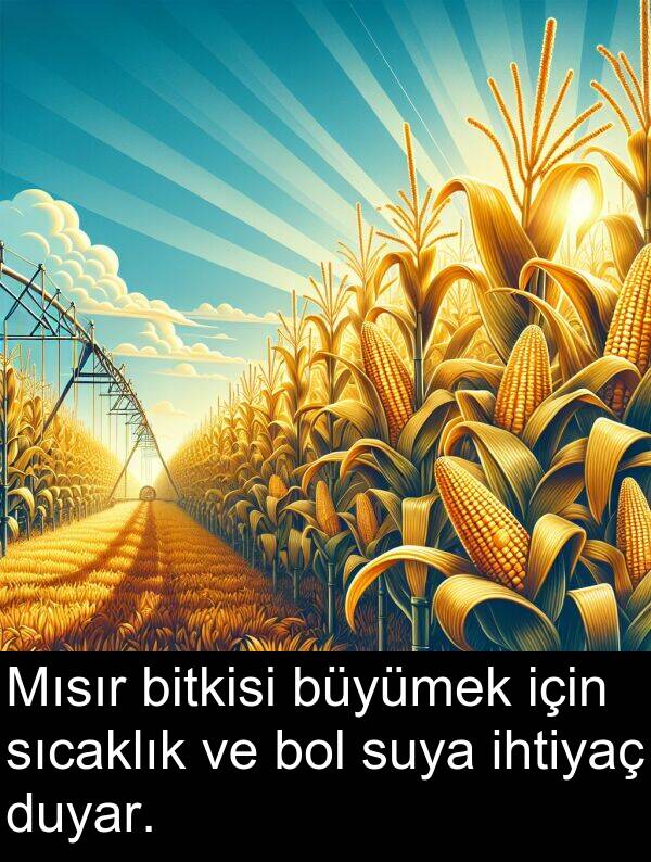 suya: Mısır bitkisi büyümek için sıcaklık ve bol suya ihtiyaç duyar.