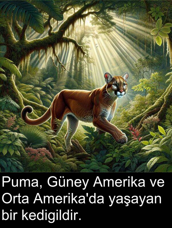 yaşayan: Puma, Güney Amerika ve Orta Amerika'da yaşayan bir kedigildir.