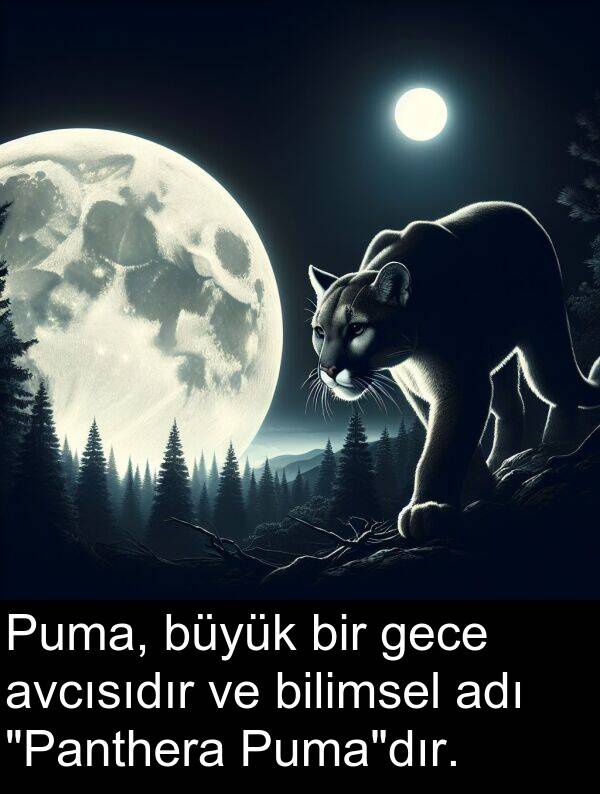 adı: Puma, büyük bir gece avcısıdır ve bilimsel adı "Panthera Puma"dır.