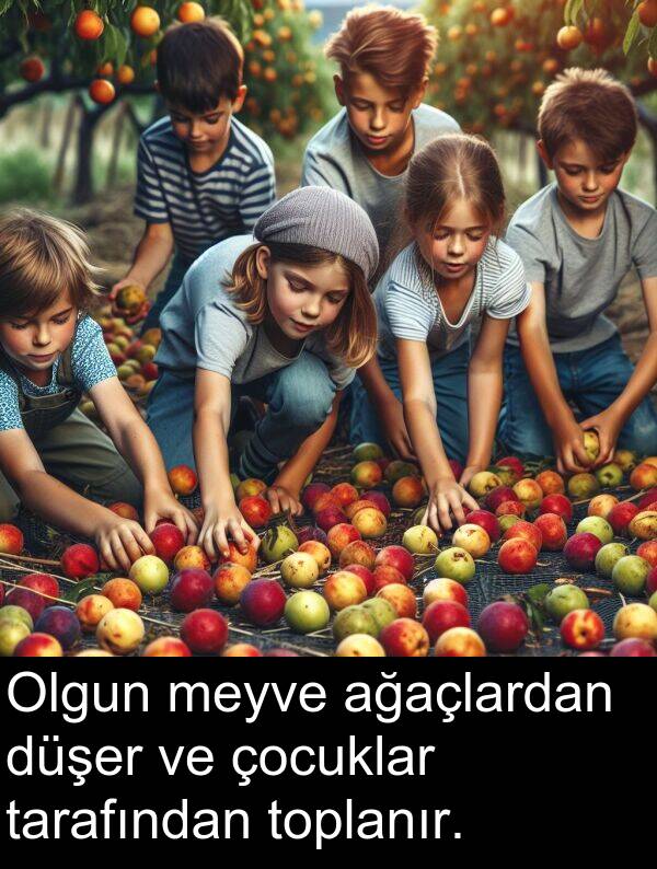 ağaçlardan: Olgun meyve ağaçlardan düşer ve çocuklar tarafından toplanır.