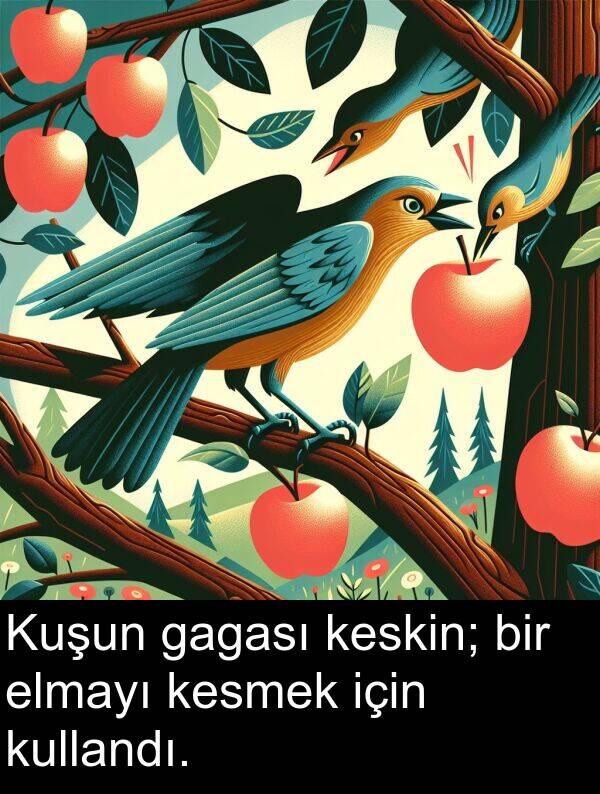 elmayı: Kuşun gagası keskin; bir elmayı kesmek için kullandı.